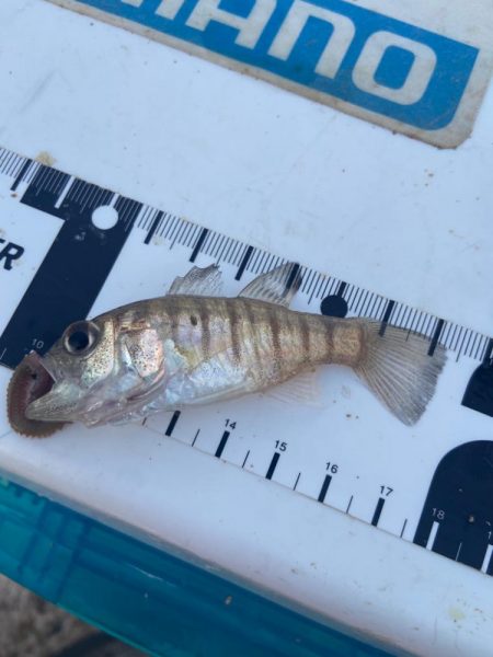 シロギスタ:消えた2匹目のドジョウ