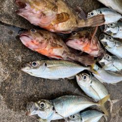 エビ撒きで、ガシラ大アジ好調です♪