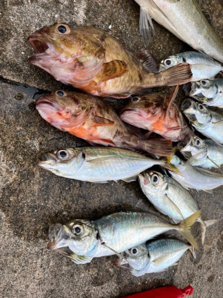 エビ撒きで、ガシラ大アジ好調です♪