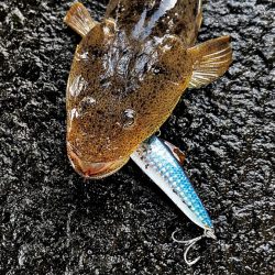 高水温の時はマゴチ率高め!!