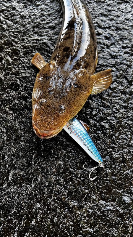 高水温の時はマゴチ率高め!!