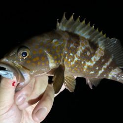 アコウ活性高！