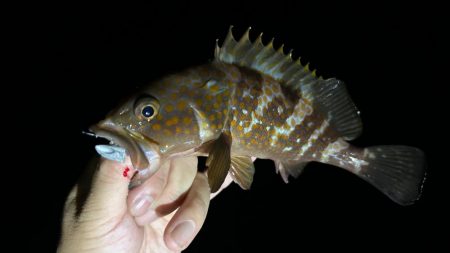 アコウ活性高！