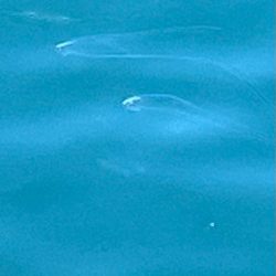 初めてのイトヒキアジ