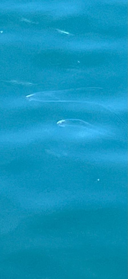 初めてのイトヒキアジ