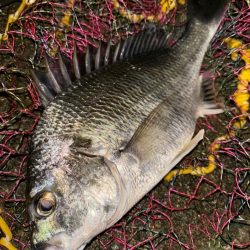 ヘチってきました