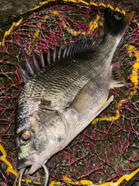 ヘチってきました