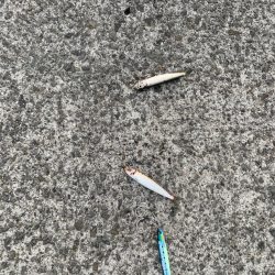 アジの活性があがってきた！