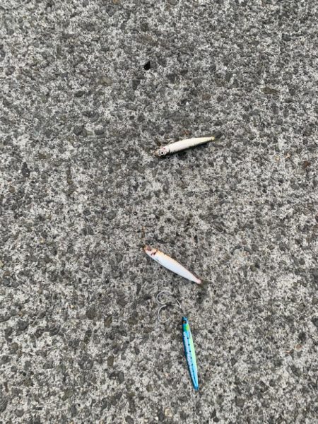 アジの活性があがってきた！