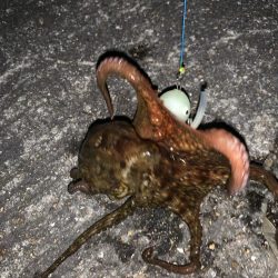 初めてのタコ釣り