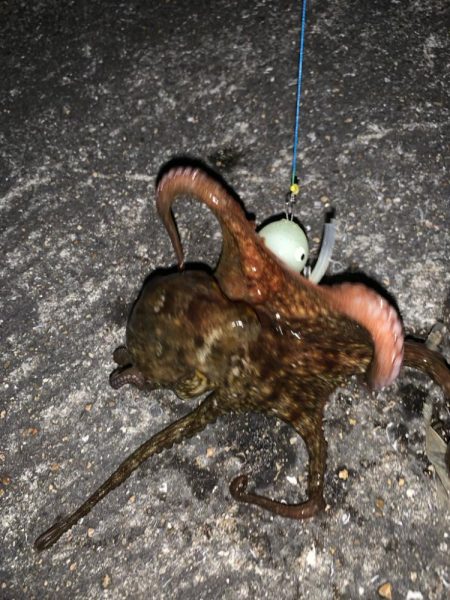 初めてのタコ釣り