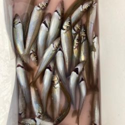 ファミリーフィッシング