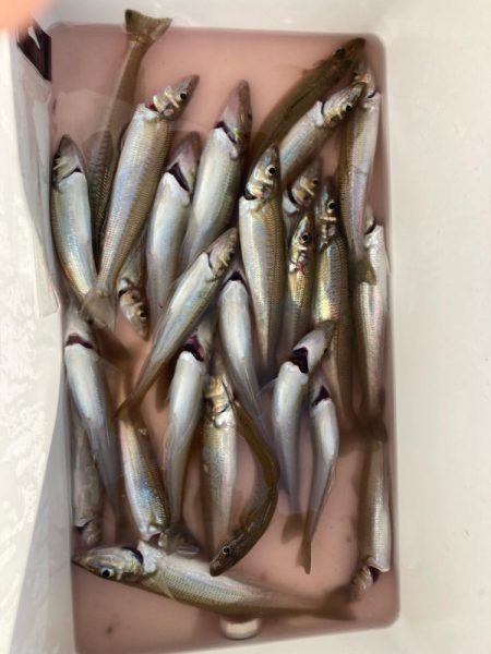 ファミリーフィッシング