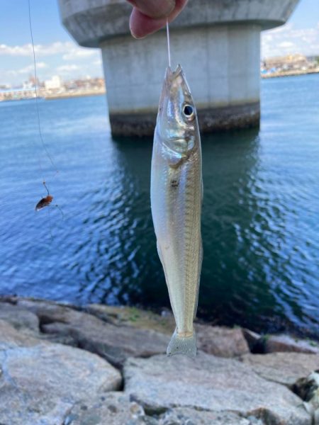 シロギス釣り！