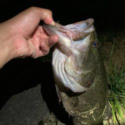 デカいワームで50up