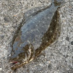 そこそこ 底の魚