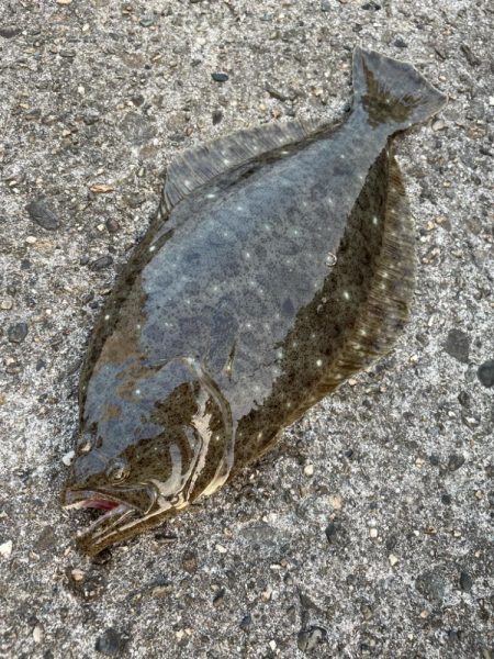 そこそこ 底の魚