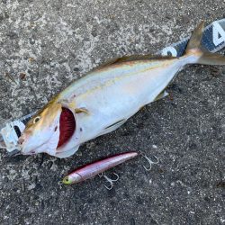 今日もショゴ！