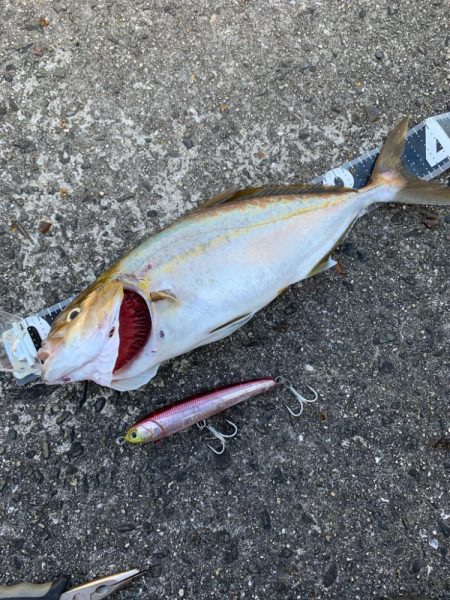 今日もショゴ！