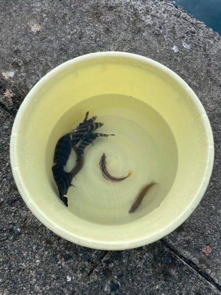 カワハギは釣れない!