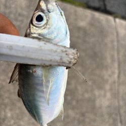 ジグサビキ　33