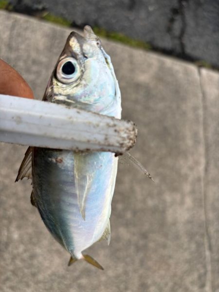 ジグサビキ　33