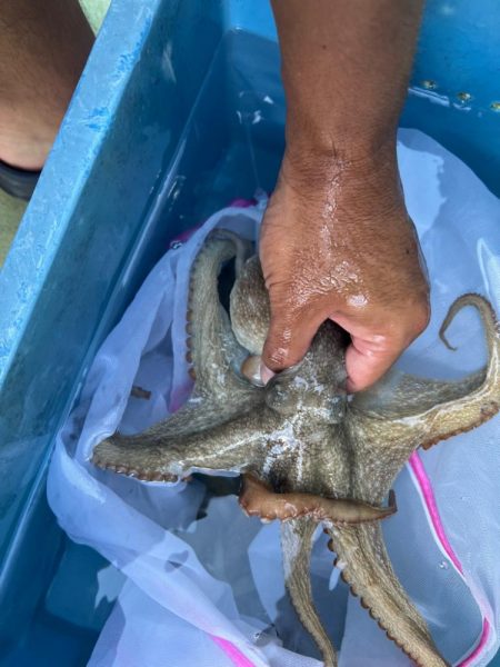 今シーズンラスト蛸