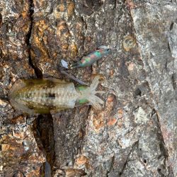 ちょこっとエギング