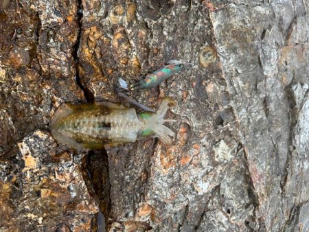 ちょこっとエギング