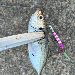 ジグサビキ　34