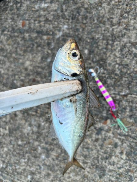 ジグサビキ　34