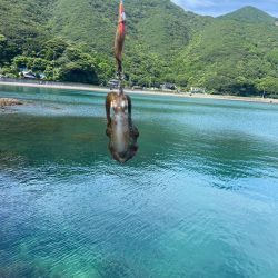 夏烏賊エギング
