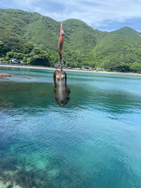夏烏賊エギング