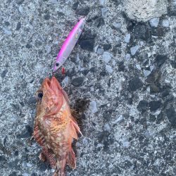 真夏のショアジギング