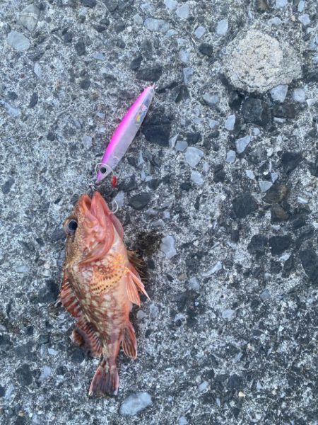 真夏のショアジギング