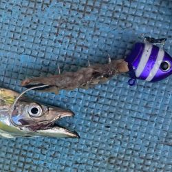 洲本沖のタチウオ