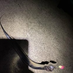 淡路タチウオ釣り