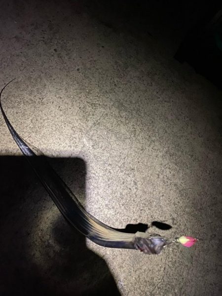 淡路タチウオ釣り