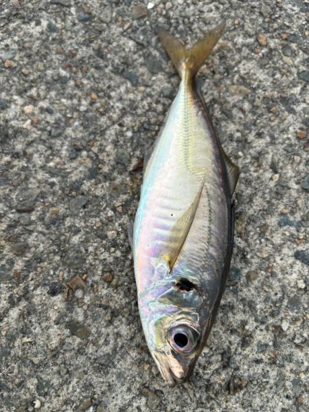 ジグサビキ　25