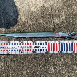 今日は渋めチヌトップ