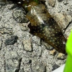 姫路エギング!!