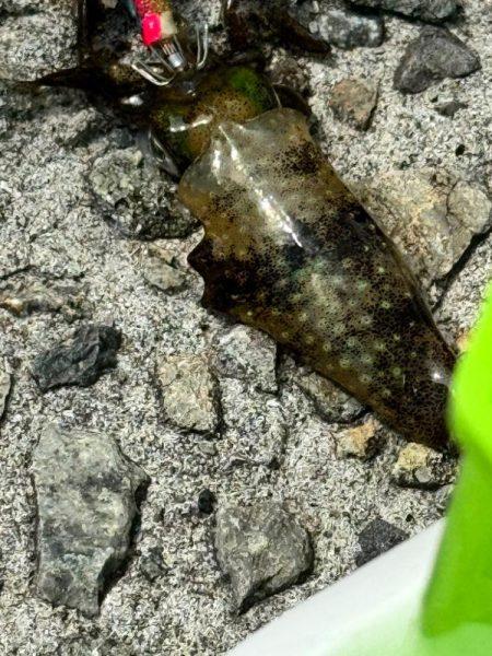 姫路エギング!!