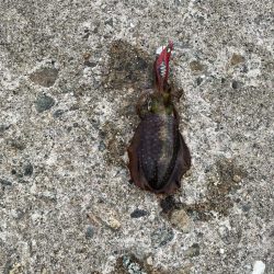 ホームのアオリ調査