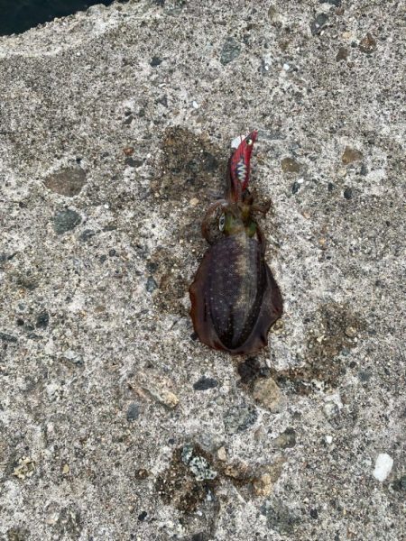 ホームのアオリ調査