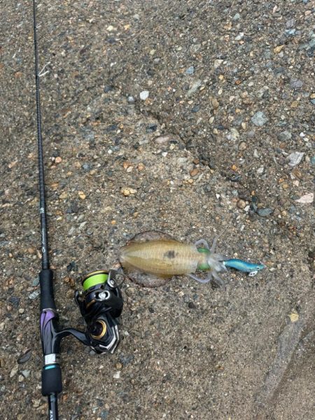 台風前エギング