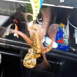 タコ延長戦〜パイレーツダイユウ丸〜