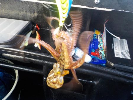 タコ延長戦〜パイレーツダイユウ丸〜