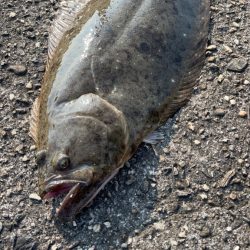 ステルス フィッシュ