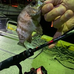 メバリング釣査