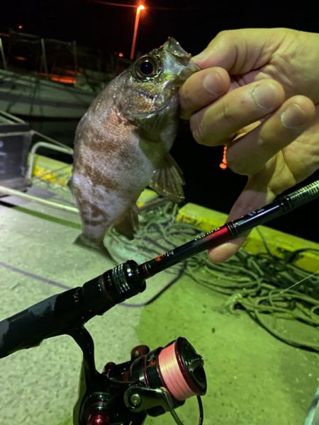 メバリング釣査